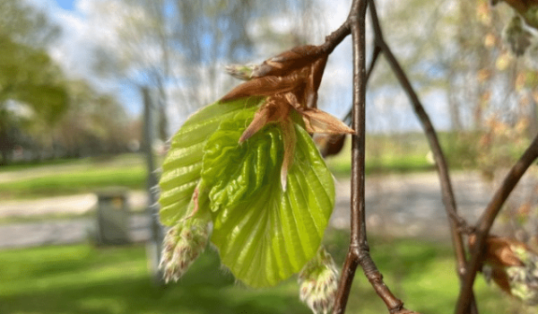 GrowApp bladontplooiing