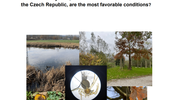 Verslag - Lynn, Robin, Merel, Naomi