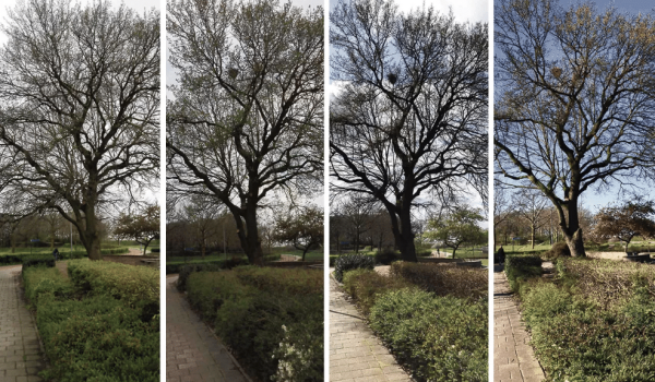 bomen-lopen-elk-jaar-eerder-uit