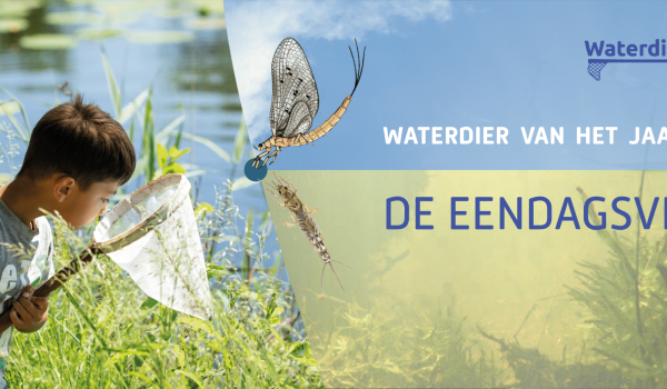 campagne 2025 eendagsvlieg