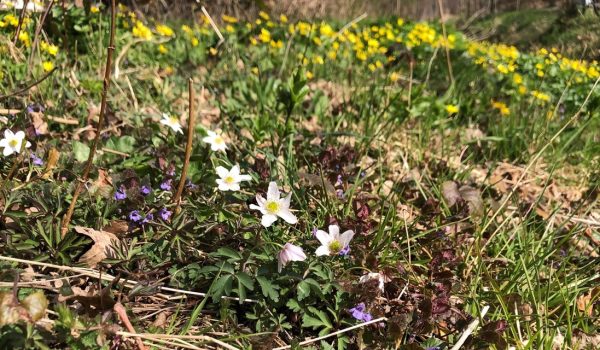 natuurontwikkeling voorjaar