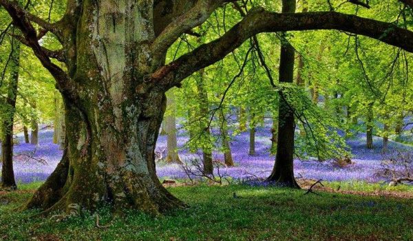 tree-and-flowers_unsplash631832_u